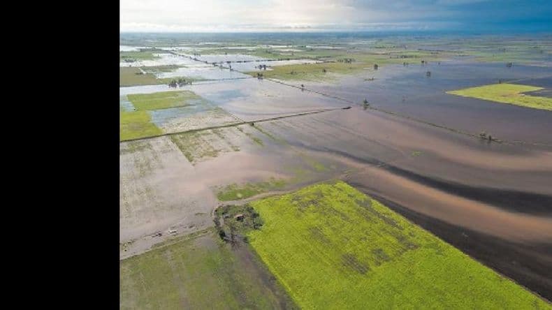 Amadeo Nicora: “Los técnicos del Inta están trabajando en este contexto de emergencia”