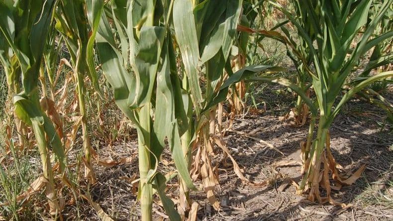 Histórico: pérdidas masivas de producción en la región núcleo