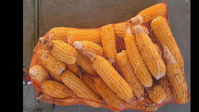 El Inta Pergamino presentó dos nuevas variedades para la producción de choclos de calidad