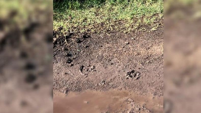 Robaron ganado bovino en los corrales de la Escuela Agropecuaria