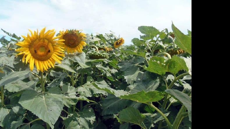 Finalizó la siembra de girasol campaña 2014-2015
