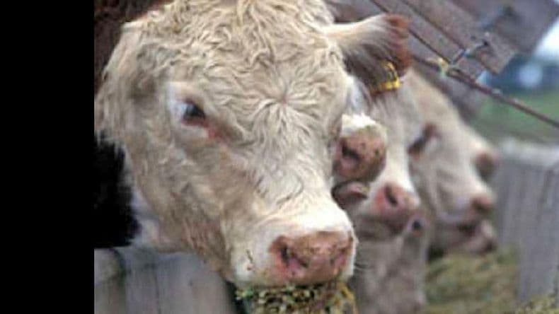 Cierre de año con saldo positivo para el engorde a corral