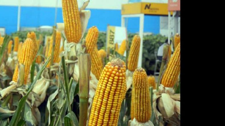 Crecen las exportaciones de semillas de soja y maíz