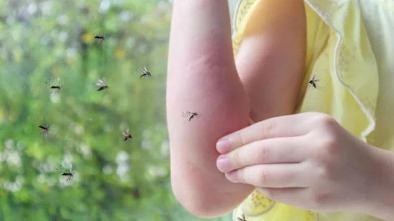 Sube la temperatura y ¿Vuelven los mosquitos?