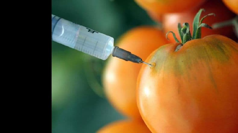 Van 20 años de consumo de alimentos que provienen de cultivos transgénicos