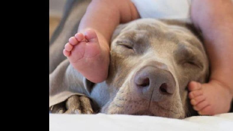 Todo lo que tenés que saber si esperas un bebé y tenés una mascota