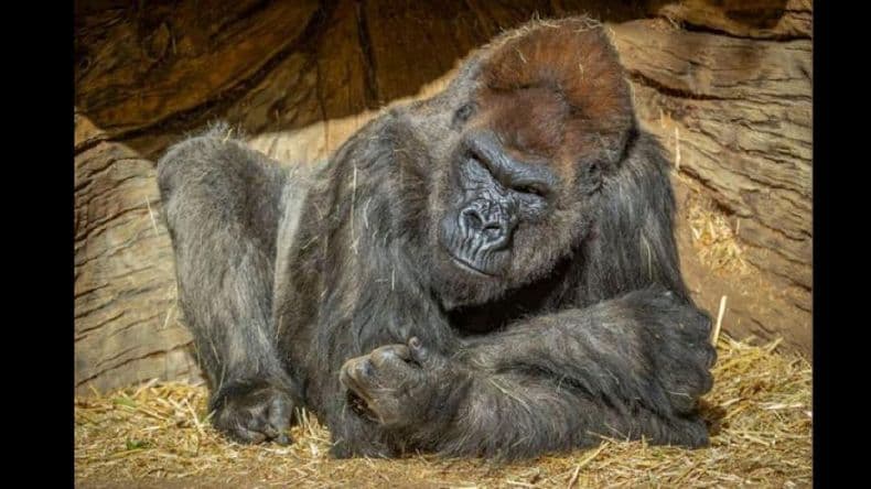 Gorilas de un zoológico de California se contagiaron Covid-19