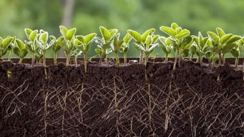 Se impone el uso de bioestimulantes para una agricultura más sustentable
