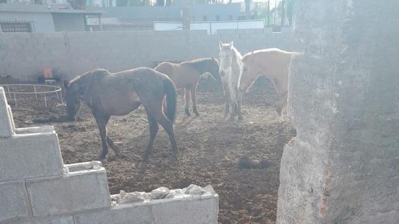 Aprehendieron a un menor luego de robar caballos de un predio de la Municipalidad