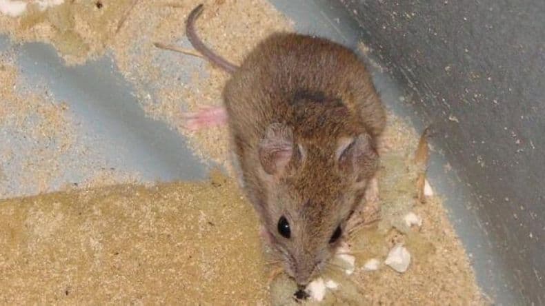 Pergamino sumó un nuevo caso de Fiebre Hemorrágica Argentina