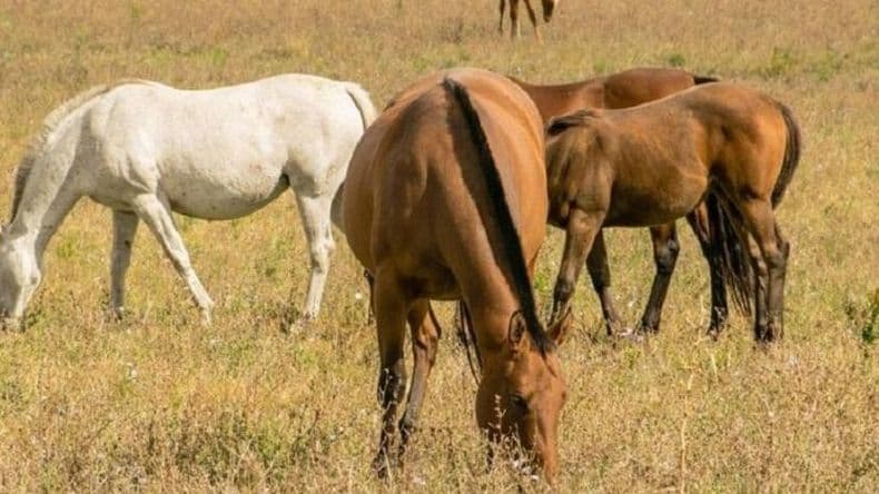 Veterinaria confirmó que hay 12 casos de encefalomielitis equina en el Partido