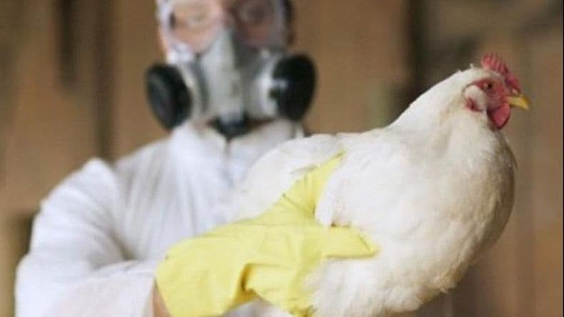 Cada vez más cerca: confirman casos de gripe aviar en Villa Cañás