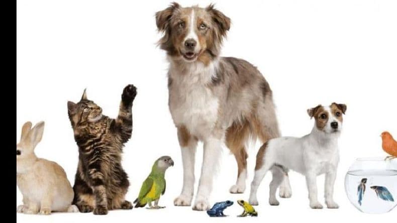 Hoy se celebra el Día del Animal