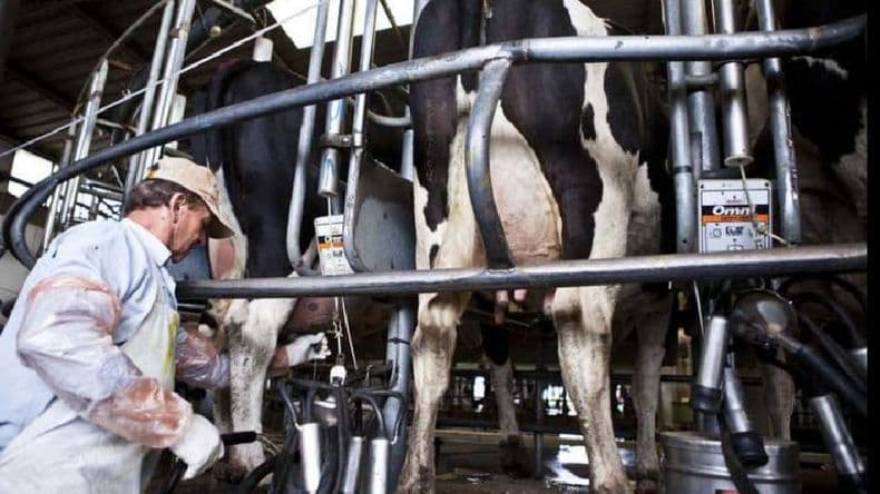Advierten que en Argentina cierra un tambo por día