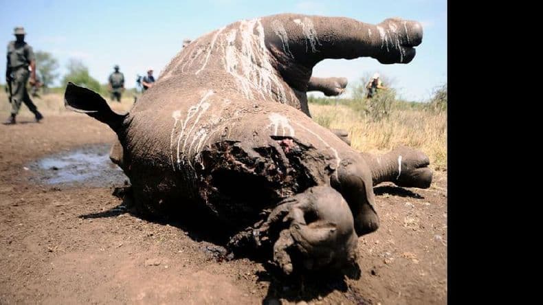 Alarma por la masacre de rinocerontes en Sudáfrica