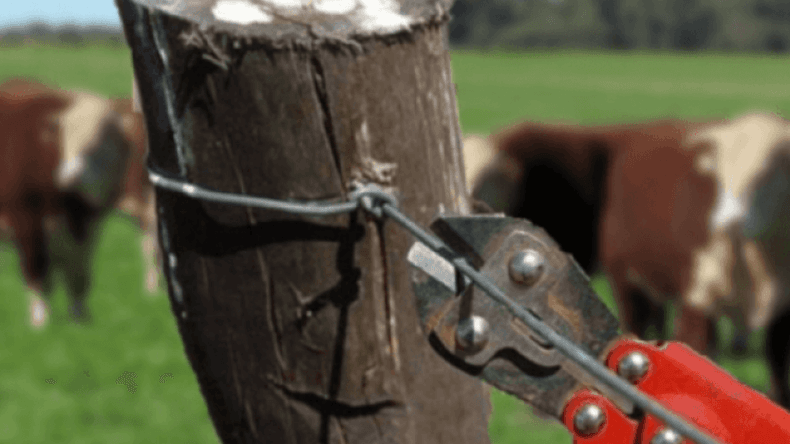 Prisión preventiva para tres sujetos que robaron vacas de un campo