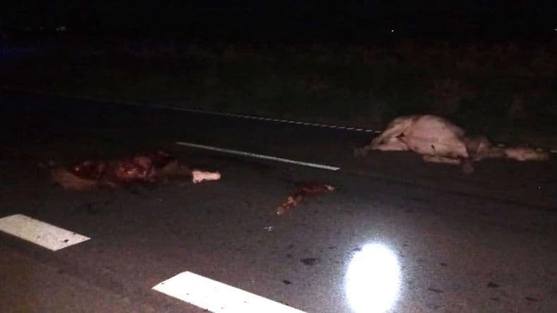 Los caballos sueltos provocaron un siniestro vial con una persona lesionada y tres vehículos dañados