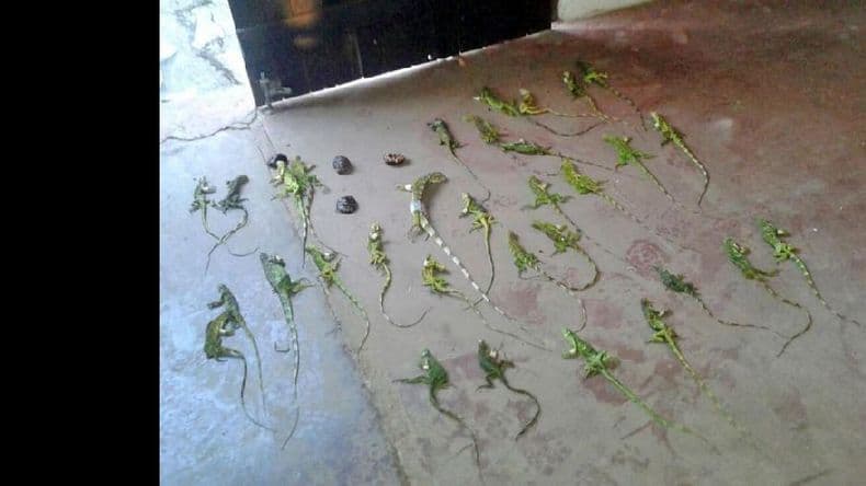 Rescataron más de un centenar de reptiles que eran transportados en un micro