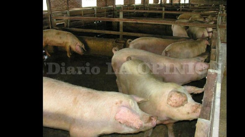 Estaban robando cerdos en Alfonzo y llegó la Policía
