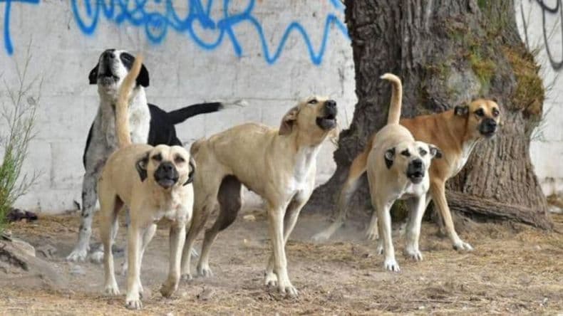 Perros en la calle, un problema creciente y denuncias diarias de mordeduras