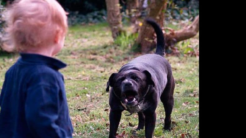 Sus perros mordieron a un menor: ahora deberá pagar una multa