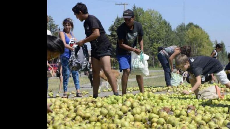 Productores arrojaron 100 mil kilos de peras