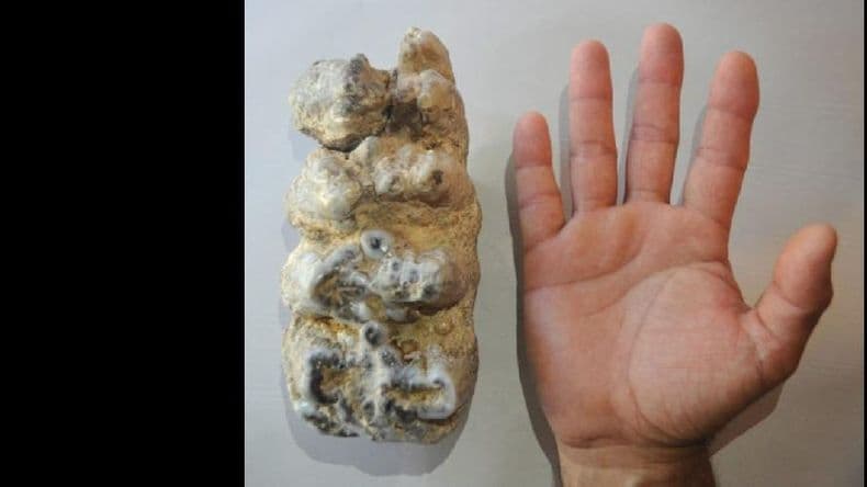 Hallan un molar y partes óseas de un mastodonte en San Pedro