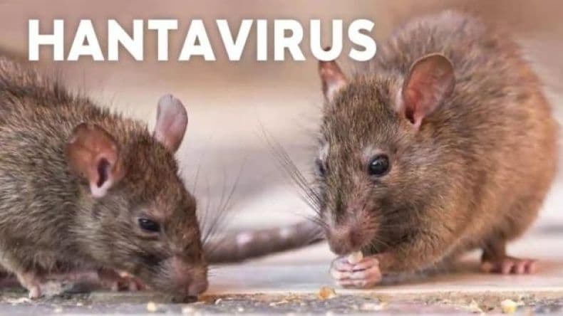 Alerta en La Plata, Berisso y Pergamino: Detectan cinco casos de hantavirus y un fallecido