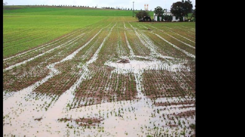 La sequía ya es historia en el 65% de la región pampeana