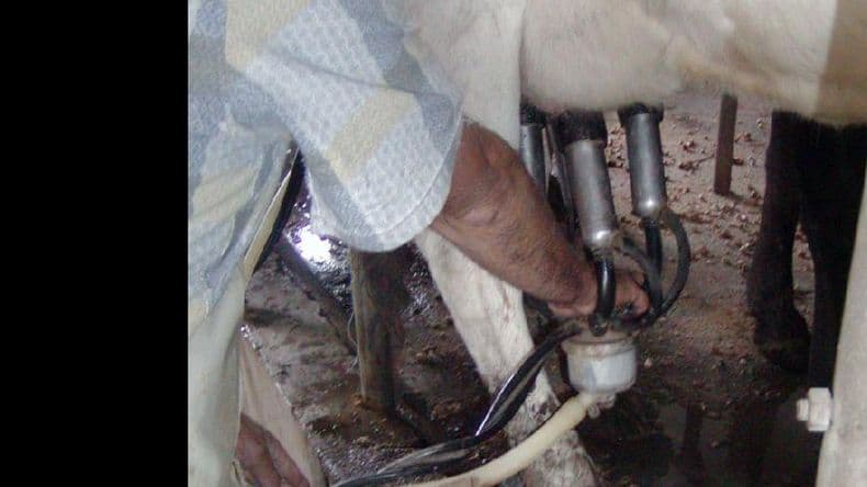 Advierten que cerrarán tambos si baja el precio de la leche