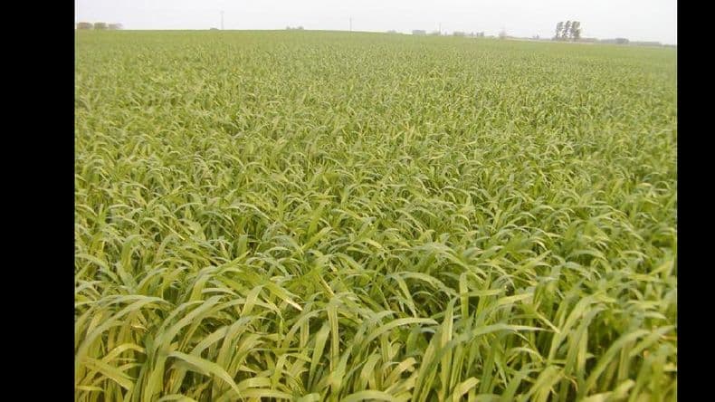 El cultivo de trigo, mejor de lo que se esperaba