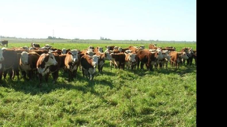 En julio se concretarán las XXV Jornadas Ganaderas de Pergamino