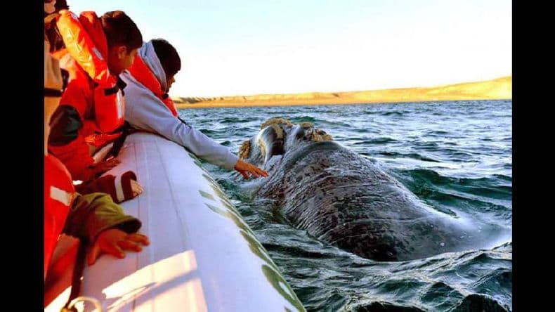 Puerto Madryn comienza a vivir su temporada de avistaje de ballenas