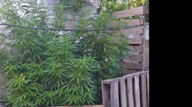 Narcotráfico advirtió un incremento del cultivo domiciliario de marihuana