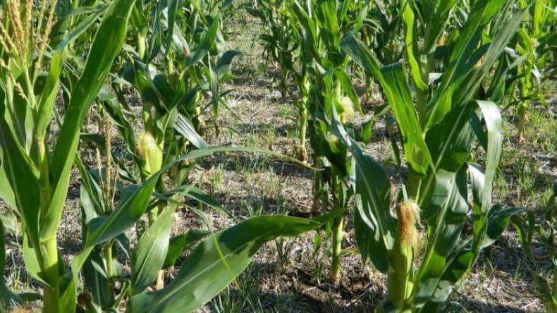 La vuelta de las lluvias enciende la alarma para el control de malezas