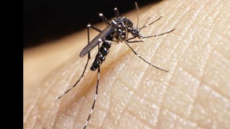 Instan a multiplicar los cuidados para prevenir el dengue luego de las lluvias