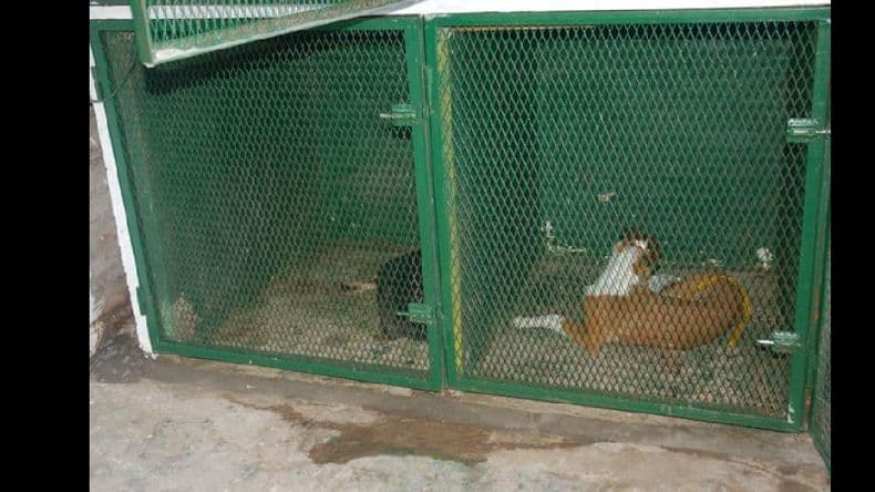 Hay en promedio más de 40 denuncias mensuales por mordeduras de perros