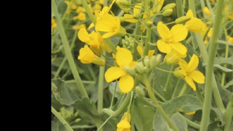 Presentan la primera variedad de colza obtenida en el país