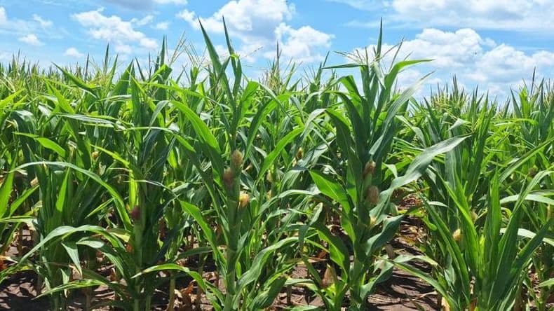 El campo con menos retenciones pero mirando los precios y el clima
