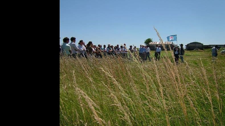 El Inta Pergamino organiza la XX reunión anual sobre forrajeras