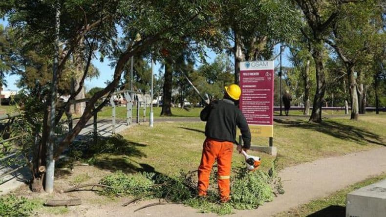 Arbolado público: solicitan mayor control en mantenimiento y una poda responsable