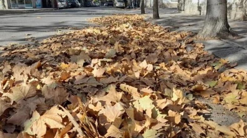Barrido de las calles: se pide colaboración de vecinos y automovilistas