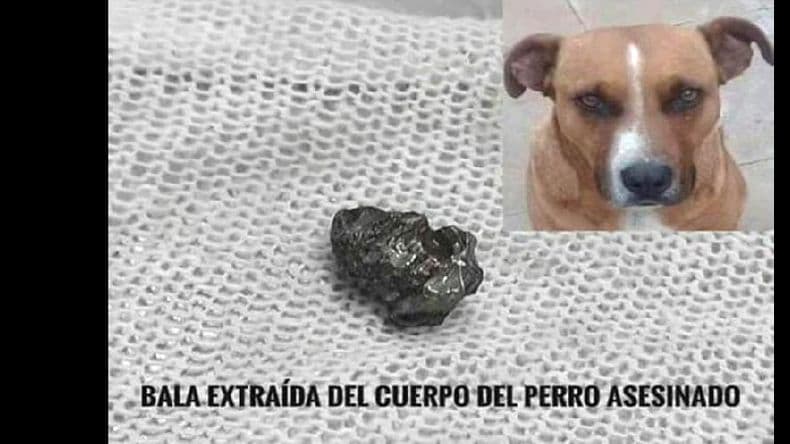 Procesaron al expolicía sospechado de ultimar de un balazo al perro "Mondongo"