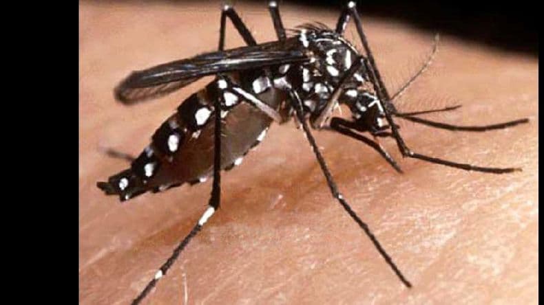 Confirman un caso de zika en Pergamino