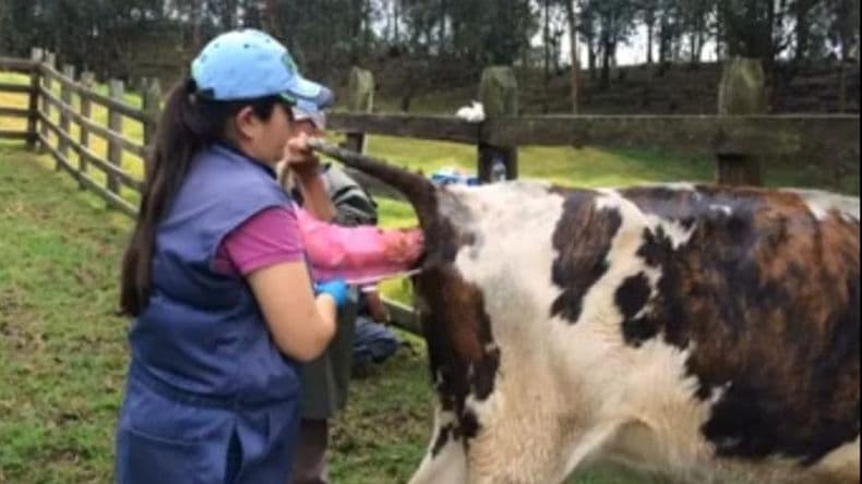 Cobra cada vez más relevancia la inseminación artificial en bovinos