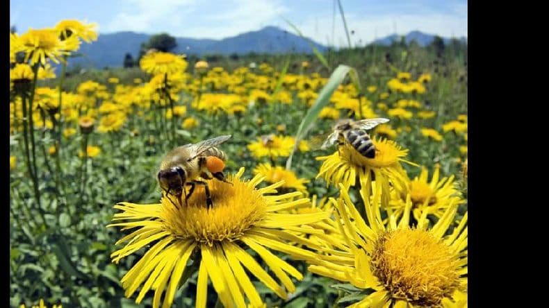 Diez medidas que apuntan a proteger a las abejas