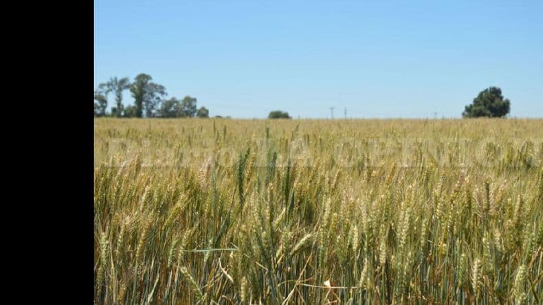 En Pergamino, al igual que en el país, también aumenta la superficie sembrada con trigo