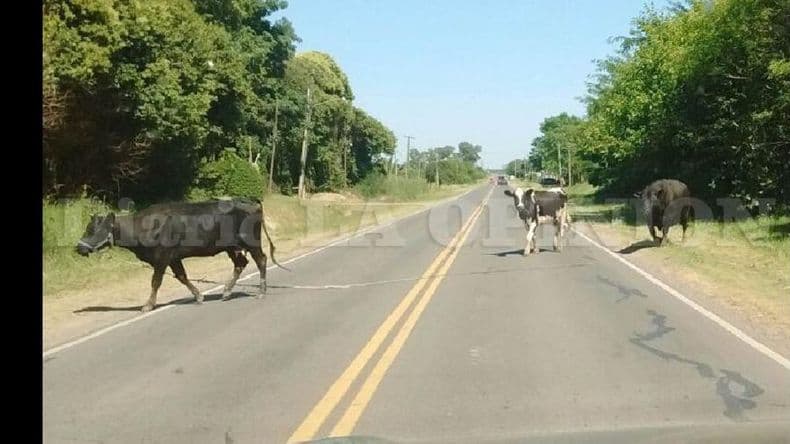 Nuevos reclamos por la presencia de animales en la ruta Nº 178