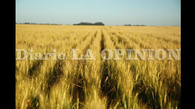 Mercado con nuevos competidores por trigo