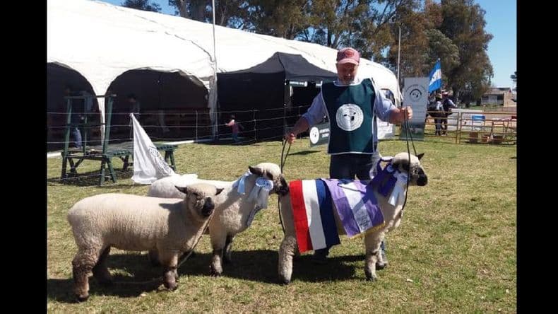 La cabaña “La Esperanza”, de Pablo Sorasio, exportará genética ovina a Paraguay